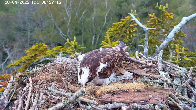 A brown and white bird, likely an eagle or hawk, is hunched down in a nest made of sticks and twigs. The nest is situated among green foliage, with hints of trees in the background. The scene is calm, with soft, natural colors dominating the setting. The date and time displayed in the corner indicate it is early morning on April 18, 2025.