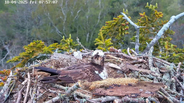 A bird sits on a nest made of twigs and branches, surrounded by greenery. The bird has a brown and white plumage, with a distinct round head and sharp beak. The nest is lined with straw and the scene is set against a blurry background of trees and plants, indicating an outdoor environment. The image displays a date and time in the upper left corner.
