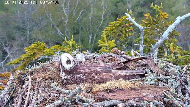 A brown and white bird is resting in a nest made of twigs and branches. The bird appears to have a distinct feather pattern, with darker brown feathers on its back and a lighter, mottled head. Surrounding the nest are green trees and brush, providing a natural background. The scene is quiet, and the sky is slightly overcast. A time stamp in the corner indicates the date and time.