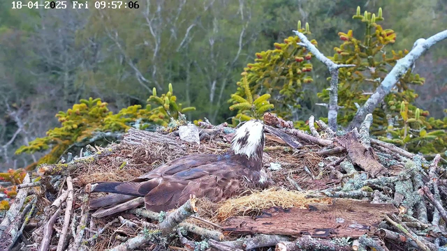 A large bird, possibly an eagle, is resting in a nest made of sticks and branches. The bird has a dark brown body with white feathers on its head. Surrounding the nest are trees with green foliage in the background. The scene is serene, with a calm atmosphere and natural elements, indicating a wildlife setting. The date and time in the upper corner of the image indicate it is April 18, 2025, at 09:57:06.