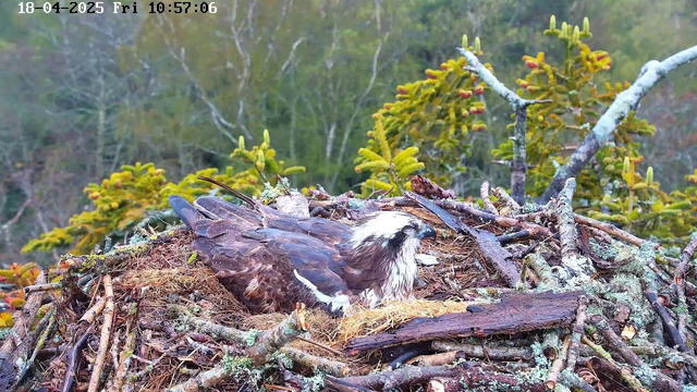 A close-up view of a large bird, possibly an osprey, resting in its nest made of sticks and grasses. The bird has brown and white feathers, with a distinctive white head and a sharp beak. The nest sits atop a wooden platform among greenery, with soft moss and twigs surrounding it. In the background, trees are blurred, indicating a natural setting. The date and time are displayed in the top left corner of the image.
