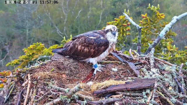 An osprey is perched on a large nest made of sticks and twigs. The bird has dark brown feathers on its wings and back, with a white chest and head. Its eyes are yellow and it has a blue band on one leg. Surrounding the nest are green trees and foliage, indicating a natural habitat. The scene is set in a clear outdoor environment.