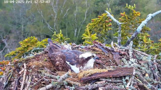 A brown and white osprey is sitting in a large nest made of sticks and moss, surrounded by greenery. The bird's head is turned, revealing a white crown and bright yellow eyes. The background is blurred with trees, indicating a natural habitat. The date and time in the upper left corner shows April 18, 2025, at 12:57:07.