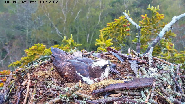 A bird, likely an osprey, is sitting in a nest made of twigs and branches. It has dark brown feathers with a white head and yellow eyes. The background features green trees and shrubs, and there is light rain falling, creating a slightly wet appearance on the bird's feathers and the nest. The scene conveys a natural, forested environment.