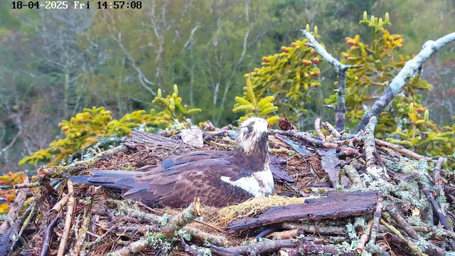 A large bird, possibly an eagle or ospreys, is resting in a nest made of twigs and moss. The nest is located in a natural setting with green trees and foliage in the background. The bird has a brown body with a white head and chest, and is sitting still, looking around. The scene is peaceful and captures the essence of a wildlife habitat. A timestamp in the corner indicates the date and time as April 18, 2025, at 14:57:08.