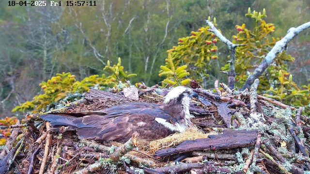A large bird, possibly an osprey, is resting in a nest made of sticks and grass. The bird has dark brown feathers with a white head and a distinctive beak. Surrounding the nest are green trees with some yellow foliage in the background. The scene is set in a natural environment, indicating it is likely in the wild. The timestamp in the top left corner reads 18-Apr-2025, 15:57:11.