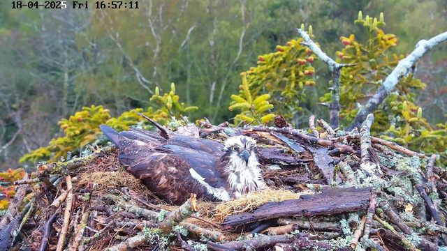 A large bird with brown and white plumage is resting on a nest made of sticks and moss. The bird has a distinctive facial pattern and is looking directly at the camera. The nest is situated in a forested area, with green trees and shrubs visible in the background. The scene is slightly overcast, creating a muted atmosphere. The time and date are displayed in the top left corner of the image.