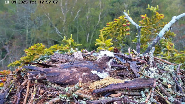 A large bird, likely an osprey, is sitting in a nest made of sticks and twigs. The bird has dark brown feathers with a white head and a distinctive stripe through its eye. The nest is situated among green foliage and trees in the background, suggesting a natural setting. The scene is tranquil, with no movement, indicating the bird may be resting or incubating eggs. The date and time are displayed in the upper left corner.