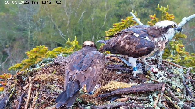 Two ospreys are perched on a large nest made of twigs and branches. The first osprey, facing away, has a dark brown plumage with lighter underparts and a distinctive white head. The second osprey, standing slightly to the right, is also brown with a white head, and it has identifiable blue bands on its legs. The background features blurred greens, indicating a forested area. The time displayed in the upper corner reads 18:57:02 on April 18, 2025.