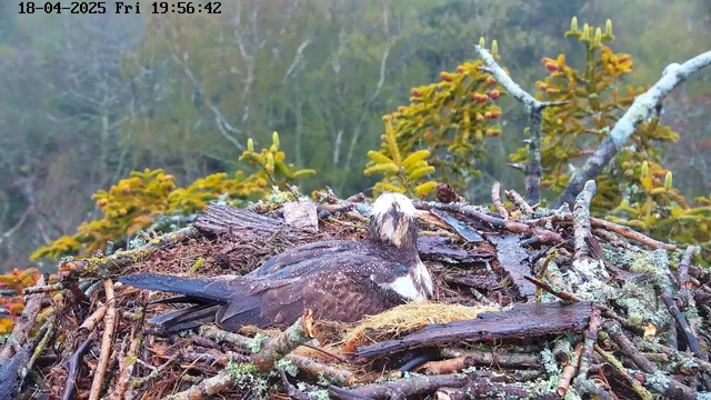 A bird is resting on a nest made of twigs and branches, surrounded by a natural landscape of trees and greenery. The bird has brown and white feathers and is lying on a bed of dry grass within the nest. The top of the image shows a date and time stamp. Background foliage appears blurred, indicating a depth of field effect, while some branches are visible in the foreground.