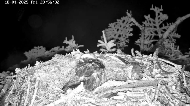 A black and white webcam image shows a large bird resting on a nest made of twigs and branches. Surrounding the nest are sparse tree branches, and the background is dark, suggesting nighttime. The date and time is displayed in the upper left corner. The bird's feathers are detailed, and its body is mostly curled up.