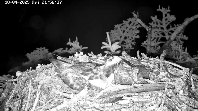 A close-up view of a bird resting in a nest made of twigs and branches. The nest is situated on a dark background, with some blurred outlines of trees and foliage visible around the nest. The scene is in black and white, giving it a nighttime appearance. The bird has a distinct pattern of feathers and is positioned in a way that highlights its head and back. The image also displays a timestamp in the upper left corner indicating it is from April 18, 2025, at 21:56:37.