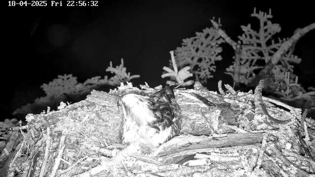 A dark scene showing a large bird resting on a nest made of twigs and foliage. The nest is situated among branches, and the background is mostly obscured by darkness. The image is captured in black and white, enhancing the details of the bird's feathers, which are primarily light with dark patterns. The date and time are displayed in the upper left corner.