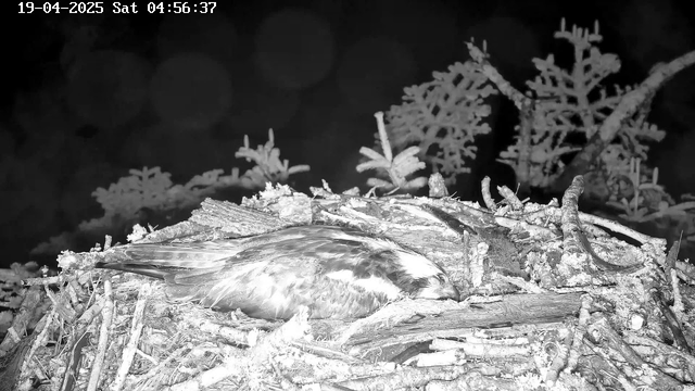 A close-up view of a bird resting on its nest, made of twigs and branches. The bird has a muted color pattern, and the surrounding area appears dark and shadowy. There are blurred shapes in the background, suggesting tree branches or foliage. The image captures a tranquil moment in nature with low light conditions.