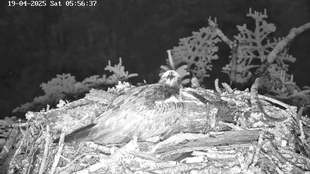 A bird, possibly a young eagle or hawk, is resting in a nest made of twigs and sticks. The bird has a dark and light mottled plumage, with its head turned slightly to one side. The background is dark, and there are branches, possibly from nearby trees, visible surrounding the nest. The scene is captured in black and white, with a timestamp in the upper left corner indicating the date and time.