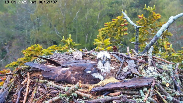 A large bird, likely an osprey, is resting on a nest made of twigs and branches. Its feathers are a mix of dark brown and white, with a distinctive white head and yellow eyes. The background features greenery, including trees and bushes, creating a natural forest setting. The scene is calm and serene, indicating early morning light.