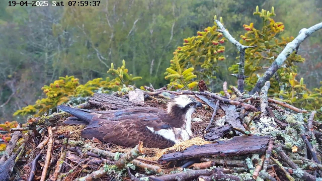 A close-up view of a large bird, likely an osprey, sitting in its nest made of sticks and twigs. The bird has a brown body with a white face and chest, and its head features distinctive black markings. The nest is situated atop a rocky surface, surrounded by greenery, including low shrubs and trees in the background. The scene is calm and early morning light is present, indicating dawn.