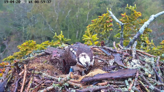 A bird resting in a nest made of twigs and branches sits on a hillside surrounded by greenery. The bird has brown and white feathers and is facing downwards, possibly tending to its nest. The background features blurred trees and foliage, and the image is timestamped at the top, indicating the date and time.