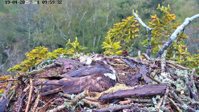 A bird is resting in its nest made of twigs and sticks, surrounded by a natural landscape with trees in the background. The scene is serene, with greenery visible in the distance. The bird has a mix of brown and white feathers and is lying down, blending into the nest. A timestamp in the corner indicates the date and time the image was captured.