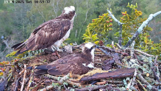 Two osprey birds are perched on a nest made of twigs and branches. One bird is standing tall with its back to the camera, showing its brown and white plumage, while the other is sitting lower in the nest with its head turned towards the viewer. The background features blurred green foliage and trees, indicating a natural setting. The image displays a time and date in the upper left corner, indicating it's taken on April 19, 2025, at 10:59 AM.