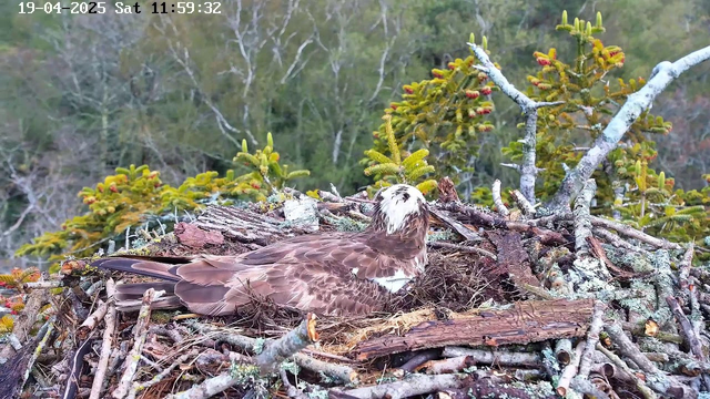 A bird is resting in its nest, which is made of twigs and other natural materials. The bird has a brown and white plumage. Surrounding the nest are green trees, some with yellow and red foliage. The scene is set against a blurred background of densely wooded area, indicating a natural habitat. A time and date stamp appears in the upper left corner of the image.