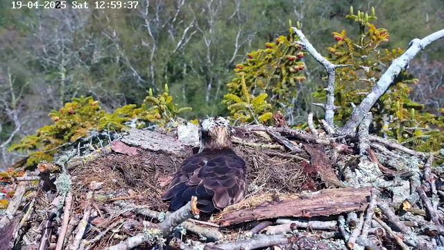 A large bird, possibly an eagle or hawk, is sitting on a nest made of twigs and sticks. The bird has a dark brown body with lighter feathers around its head. Surrounding the nest are green trees, some with bright red buds. The background is blurred, indicating a natural setting. The date and time are displayed in the top left corner.