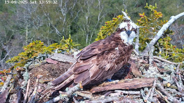 A brown and white osprey is perched on a nest made of sticks and twigs, surrounded by green foliage and trees in the background. The bird has a prominent white head and yellow eyes, with its wings feathered in various shades of brown. The scene conveys a natural habitat, with the sky and foliage creating a vibrant backdrop.