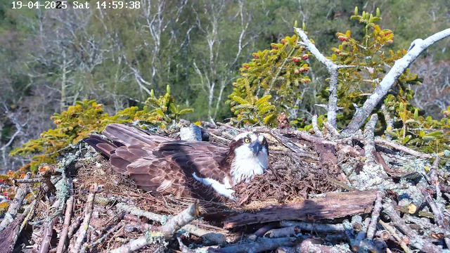 A large bird with dark brown and white feathers sits on a nest made of twigs and branches. The nest is situated among green foliage, with some branches visible in the background. The bird's head is turned, showcasing its sharp beak and keen yellow eyes. The setting appears natural, with hints of trees and greenery surrounding the nest.