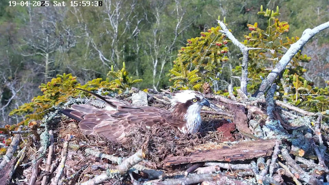 A close-up view of an osprey sitting on its nest made of twigs and branches. The bird has a brown body with a white head and distinctive yellow eyes. Surrounding the nest are green trees and shrubs in the background with some blurred foliage. The sky is bright, suggesting a sunny day. A timestamp is displayed in the upper left corner indicating the date and time.