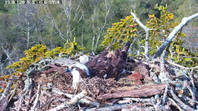 A close-up view of an osprey sitting in its nest, which is made of sticks and various natural materials. The bird has a brown body with white markings, including a distinctive white head. Surrounding the nest are green pine branches and foliage, indicating a forested habitat in the background. The image is timestamped at 16:59:43 on April 19, 2025.