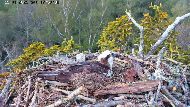 A large bird, possibly an osprey, is sitting on a nest made of sticks and twigs. The bird has a brown body with a white head and yellow eyes, looking slightly to the right. Surrounding the nest are green trees and shrubs, with some areas showing hints of reddish foliage. The scene is natural, indicating a wilderness setting. The time and date in the corner show it is late afternoon on April 19, 2025.