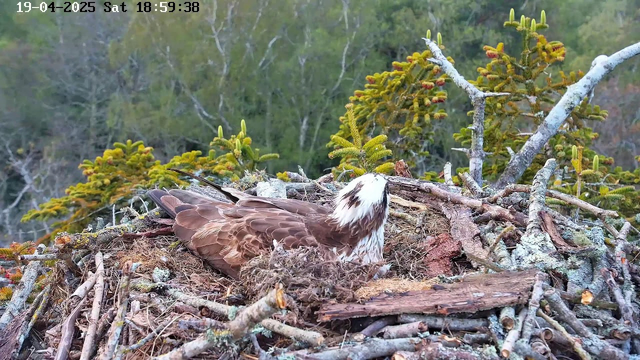 A brown bird with a white head is sitting on a nest made of twigs and branches. The nest is situated among green foliage, with blurred trees in the background. The scene is calm, with no movement other than the bird resting. The time displayed in the corner indicates it is late afternoon on April 19, 2025.