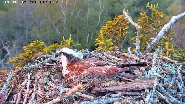 A close-up view of an osprey sitting on its nest made of twigs and branches. The bird has a brown body with a white head and distinctive markings. In the background, soft green foliage and blurred trees create a natural setting. The image is taken at sunset, casting a warm light over the scene.
