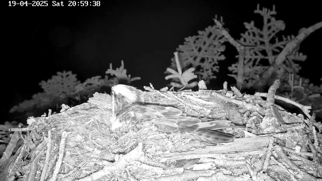 A bird is resting on a nest made of twigs and branches, surrounded by a dark background. Sparse vegetation is visible in the surrounding area. The scene is captured in infrared, giving it a monochromatic appearance with varying shades of gray. The date and time are displayed at the top of the image.