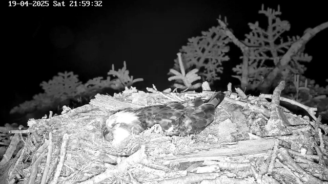 A bird is resting in a nest made of twigs and dried materials. The nest is located on a dark background, with some blurred foliage visible in the background. The bird has a distinct white head and a brown, spotted body. The scene appears to be captured at night or in low light, with a timestamp displayed in the top left corner indicating the date and time.