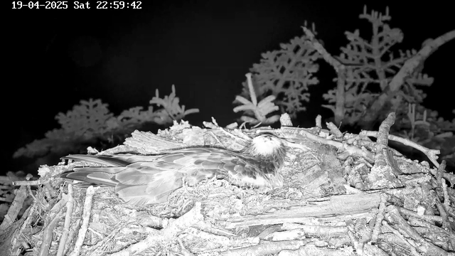 A large bird, possibly an eagle, is resting in a nest made of twigs and branches. The bird has a rounded body and a somewhat tilted head, tucked in against its chest. The background features dark foliage, suggesting a night scene. The image is monochromatic, primarily in shades of gray and black.
