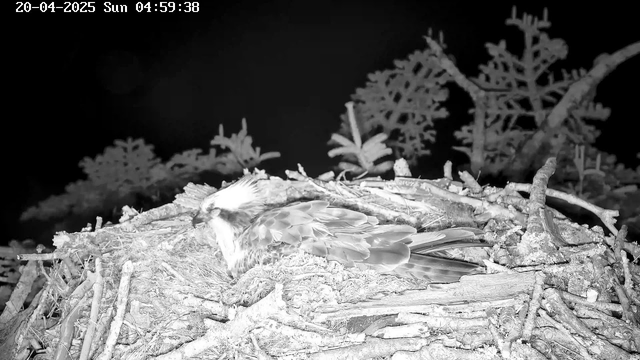 A bird sits on a nest made of twigs and branches. The scene is mostly dark with some faint outlines of nearby trees in the background. The bird has a light-colored head and darker feathers on its body, indicative of a raptor species. The timestamp in the upper left corner shows the date and time as April 20, 2025, at 4:59 AM.