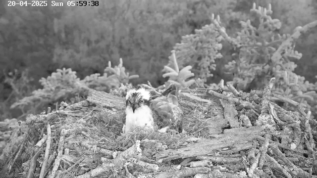 A bird sitting on a nest made of twigs and greenery. The bird has a white and brown coloration with a distinct pattern on its head and body. The background features blurred dark green foliage, indicating a natural setting. The image is in black and white and displays a timestamp at the top left corner indicating the date and time.