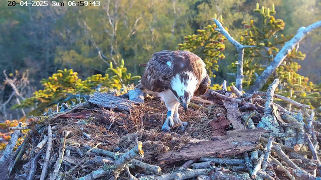 A large bird, possibly an osprey, is standing on a nest made of twigs and branches. The bird has a brown and white plumage, with a distinctive white head and a blue band on one of its legs. The nest is situated in a natural setting with blurred greenery in the background, hinting at trees and foliage. The scene is captured in early morning light, resulting in warm tones and shadows.