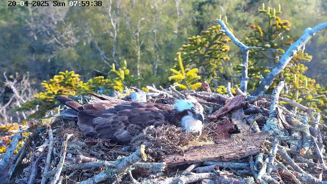 A bird, likely a raptor, is resting on a nest made of sticks and moss. The bird has a brown body with white feathers on its head and face. Surrounding the nest are green coniferous trees and foliage, indicating a natural, outdoor setting. The time and date in the top corner indicate it is early morning.
