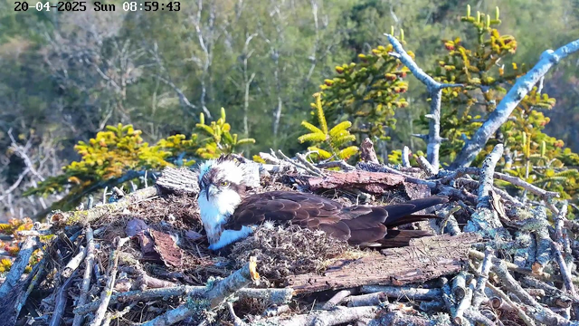 A close-up view of an osprey resting on its nest made of twigs and leaves. The bird has a white head with dark streaks, a brown body, and yellow eyes. The background consists of green foliage and trees, indicating a natural setting. The image captures the serene atmosphere of the surrounding environment.