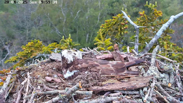 A large bird, likely an osprey, is resting on a nest made of sticks and twigs. The bird has a brown and white plumage, and its head is turned to the side. Surrounding the nest, there are evergreen trees and a blurred natural background, indicating a forested area. The image captures the serene atmosphere of the scene, with soft lighting and foliage in shades of green.