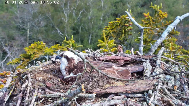 A brown and white bird, likely an osprey, is resting in a nest made of twigs and branches. The nest is situated among green foliage, with some coniferous plants visible in the background. The scene is tranquil, with a natural forest environment surrounding the nest.