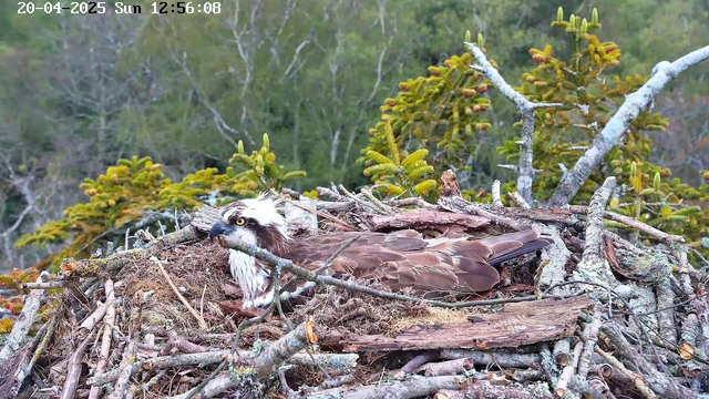 A large bird, likely an osprey, is sitting on a nest made of twigs and branches. The bird has a white head with a distinctive dark patch around the eyes, a brown body, and spread wings partially covered by the nest. The background features green trees and foliage, indicating a natural forest environment. The image is timestamped, showing the date and time in the upper left corner.