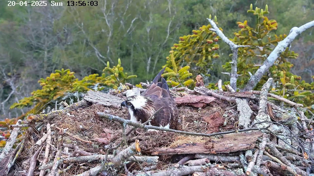 A close-up view of a large bird, likely an osprey, resting in a nest made of twigs, branches, and moss. The bird has a distinctive white head with dark markings and brown feathers on its body. Surrounding the nest are patches of greenery, including coniferous trees in the background. The image is timestamped in the upper left corner, indicating the date and time.