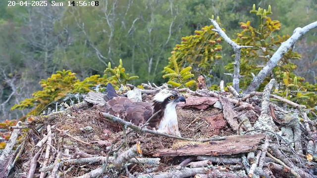 A large bird, an osprey, is sitting in its nest made of twigs and branches. The bird has a brown and white plumage with a distinctive facial pattern and bright yellow eyes. The nest is situated on a branch among green trees, with some blurred foliage in the background. It's midday, as indicated by the timestamp in the corner.