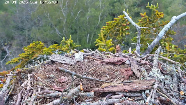 A close-up view of a bird's nest made of sticks and twigs, resting on a platform of natural materials. The nest contains soft, brown material. Surrounding the nest are green trees and foliage in the background, indicating a forested environment. The date and time indicate it is April 20, 2025, at 3:56 PM.