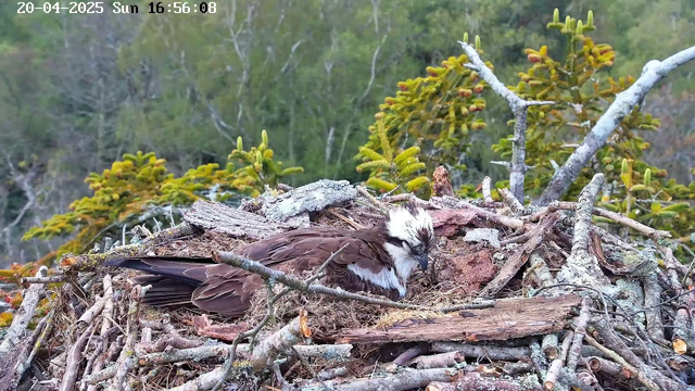 A large bird, possibly an osprey, rests on a nest made of twigs and branches. The bird has brown and white plumage with a distinctive head pattern. Surrounding the nest are green trees and shrubs in the background, with some branches appearing close to the nest. The image is taken during the late afternoon on April 20, 2025.