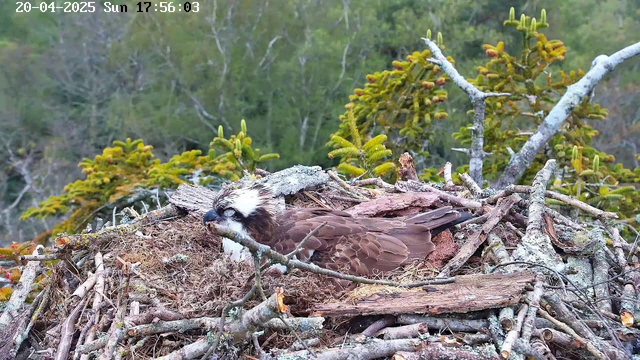 A large bird, possibly an osprey, is resting in a nest made of twigs, branches, and moss. The bird has a distinct white head with dark markings, and its brown wings and body are mostly hidden within the nest. Surrounding the nest are green trees and foliage in the background, suggesting a natural setting. The date and time in the upper left corner show "20-04-2025 Sun 17:56:03."