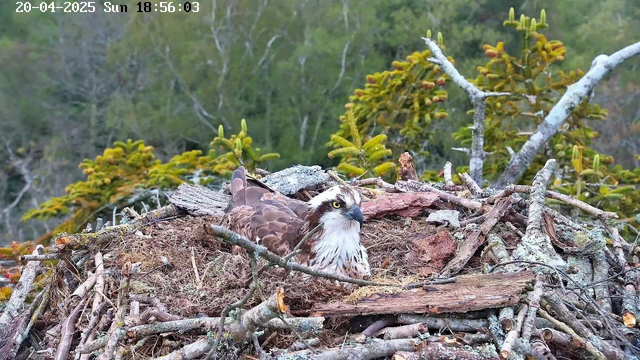 A large bird, resembling an osprey, sits on a nest made of twigs and branches. The bird has a predominantly brown body with white and dark streaks on its head and breast. Its eyes are yellow and alert. The nest is situated among green foliage, with a blurred background of trees. The image includes a timestamp in the upper left corner indicating the date and time.